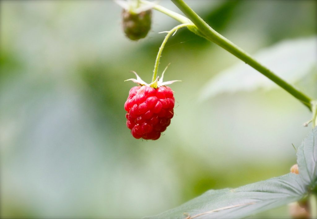 A málna az egyik legkedveltebb bogyós gyümölcs, amely nemcsak az íze miatt népszerű. Magas vitamin-, ásványianyag- és antioxidáns-tartalma miatt a táplálkozási szakértők is gyakran ajánlják. A gyümölcs különösen gazdag C-vitaminban, amely fontos szerepet játszik az immunrendszer működésében, emellett hozzájárulhat a kollagéntermeléshez is. A málna emellett rostban is bővelkedik, ami az emésztőrendszer számára lehet előnyös. Támogathatja az immunrendszert A málna egyik legfontosabb tulajdonsága, hogy antioxidánsokban gazdag. Ezek az anyagok segíthetnek megvédeni a sejteket a káros szabad gyökök hatásaitól. A rendszeres gyümölcsfogyasztás összességében hozzájárulhat ahhoz, hogy a szervezet ellenállóbb legyen bizonyos fertőzésekkel szemben. A málna C-vitamin-tartalma különösen a hidegebb időszakokban lehet értékes. Az emésztésnek is jót tehet A málna egyik nagy előnye a magas rosttartalom. A rostok támogatják a megfelelő bélműködést, segíthetik az emésztést és hozzájárulhatnak a teltségérzet kialakulásához. Ez különösen azok számára lehet fontos, akik szeretnének tudatosabban étkezni vagy figyelnek a testsúlyukra. A málna viszonylag alacsony kalóriatartalmú, így diétába is könnyen beilleszthető. A szív egészségére is hatással lehet A bogyós gyümölcsök fogyasztását gyakran hozzák összefüggésbe a szív- és érrendszer egészségével. A málna antioxidánsai és rostjai hozzájárulhatnak a normál koleszterinszint fenntartásához. Emellett káliumot is tartalmaz, amely fontos szerepet játszik a vérnyomás szabályozásában. Bár önmagában természetesen nem csodaszer, a kiegyensúlyozott étrend részeként hasznos választás lehet. A vércukorszintet sem emeli meg hirtelen A málna glikémiás indexe viszonylag alacsony, ami azt jelenti, hogy fogyasztása után nem emelkedik meg hirtelen a vércukorszint. Ezért sok szakértő szerint cukorbetegek vagy inzulinrezisztenciával élők étrendjébe is beilleszthető, természetesen mértékkel. A benne található rostok lassíthatják a szénhidrátok felszívódását, ami szintén segíthet a vércukorszint stabilabban tartásában. A bőrünk is profitálhat belőle A málna antioxidánsai és vitaminjai a bőr állapotára is kedvezően hathatnak. A C-vitamin támogatja a kollagéntermelést, amely fontos a bőr rugalmasságának megőrzésében. Nem véletlen, hogy a málna gyakran megjelenik kozmetikai termékekben is. Bár a gyümölcs elfogyasztása önmagában nem helyettesíti a megfelelő bőrápolást, az egészséges étrend részeként hozzájárulhat a bőr egészségéhez. Frissen a legjobb A málna rendkívül érzékeny gyümölcs, ezért érdemes frissen fogyasztani. Hűtőben csak rövid ideig tárolható, könnyen megpuhul vagy penészedni kezd. Fagyasztva azonban hosszabb ideig is megőrzi tápanyagainak jelentős részét, így egész évben jó választás lehet turmixokhoz, zabkásákhoz vagy desszertekhez. Nem mindenkinek ideális Bár a málna egészséges gyümölcs, egyeseknél allergiás reakciót válthat ki, illetve érzékeny emésztőrendszer esetén nagyobb mennyiségben kellemetlenséget okozhat. A legtöbb ember számára azonban a málna kifejezetten értékes része lehet az étrendnek. Egy apró gyümölcs, amely sokkal többet adhat a szervezetnek, mint elsőre gondolnánk.
